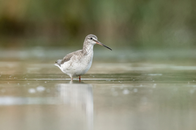 Een daagje in de Breebaartpolder doorgebracht. Was prachtig weer, maar er waren niet veel vogels. Vier soorten gezien o.a. een groepje Zwarte Ruiters. Ze bleven wel op afstand.