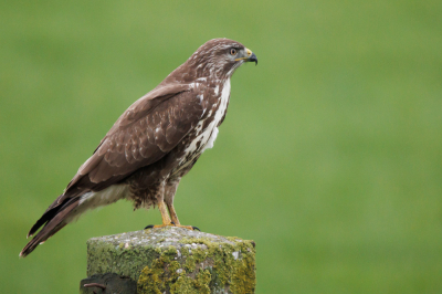 <i class='fa fa-user'></i> ADubbelhuis |   Buizerd  <i class='fa fa-eye'> 134</i>  <i class='fa fa-thumbs-up'> 1</i>   <i class='fa fa-comment-o'> 2</i>