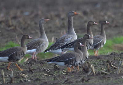 <i class='fa fa-user'></i> RTL |   Grauwe Gans  <i class='fa fa-eye'> 160</i>   <i class='fa fa-comment-o'> 3</i>