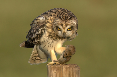 Bird picture: Asio flammeus / Velduil / Short-eared Owl