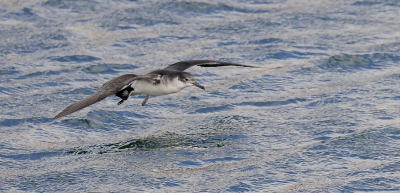 <i class='fa fa-user'></i> Leo Tukker |   Noordse Pijlstormvogel  <i class='fa fa-eye'> 219</i>  <i class='fa fa-thumbs-up'> 1</i>   <i class='fa fa-comment-o'> 2</i>