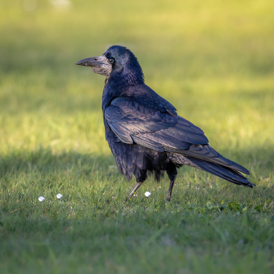Zo nu en dan daalde enkele roeken neer in de woonwijk. Met wat zonlicht kwamen de kleuren van de Roek mooi tot uiting. Meestal vliegen ze snel weg voor een fotomoment, dit exemplaar was iets minder schuw.