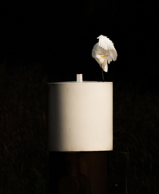 Ardea alba / Grote Zilverreiger / Great Egret