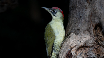 Foto is gemaakt vanuit een vogelkijkhut met een Sony A1 - 1/125 - Diafragma 8 - ISO
800. Lens 200/600 mm
