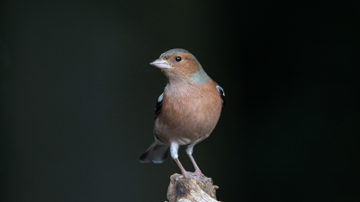 Foto is gemaakt vanuit een vogelobservatie hut met een Sony A1- 1/125 - Iso 800
Diafragma 8 . Lens  200/600 mm