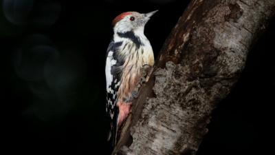 Foto is gemaakt vanuit een vogelobservatie hut met een Sony A1- 1/125 - Iso 800
Diafragma 8 . Lens  200/600 mm