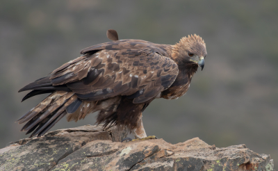 Tijdens ons verblijf in de Extremadura in een hut gezeten eerst met veel mist en daarna een prachtig uitzicht en kunnen genieten van deze steenarend.