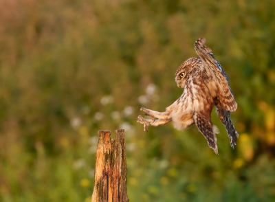 Avondje in een tentje gezeten in Kalmthout. Voornamelijk bezig gehouden met actie-/vluchtfoto's, wat een verademing nu met het Sony-systeem.

Gecontreerde blik vlak voor de landing.

Omdat ik de sluitertijd hoog wilde houden, al aardig in de ISO omdat het richting 21.00 uur ging en licht steeds minder werd.