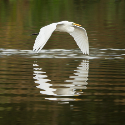 <i class='fa fa-user'></i> Truus Aletta Maan |   Grote Zilverreiger  <i class='fa fa-eye'> 191</i>  <i class='fa fa-thumbs-up'> 5</i>   <i class='fa fa-comment-o'> 5</i>