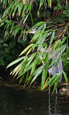 <i class='fa fa-user'></i> josephine |   Blauwe Reiger  <i class='fa fa-eye'> 91</i>   <i class='fa fa-comment-o'> 21</i>