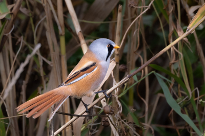 Ik stond langs het wad om trekvogels vast te leggen, helaas te ver weg. Maar een groepje baardmannetjes kwam wel in de buurt. Altijd mooi om vast te leggen.