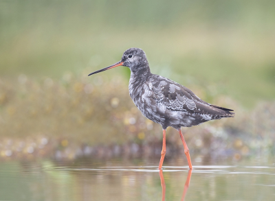 Een leuke soort om te fotograferen zeker als de Zwarte Ruiter een beetje meewerkt.