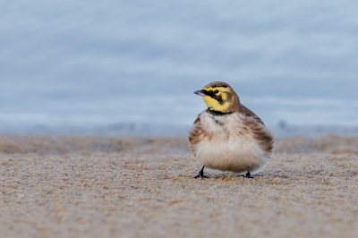 De strandleeuwerik, op de plek waar je hem kan verwachten, stond relaxt aan het waterrand en zag niet dat ik daar lag in het zand achter een klein heuveltje. Er waren er twee actief maar ze kwamen helaas niet vaak bij elkaar.