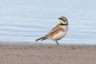 Hoopte deze tegen te komen op het strand en mijn wens werd gehoord. Er liepen er zelfs twee. Ik moest even mijn route uitstippelen om uit het zicht te blijven en voorzichtig gaan liggen. Handdoekje neergelegd om op te liggen en de lens op een stuk vuilniszak om een zo laag mogelijk standpunt te krijgen en wat kunnen vastleggen vanachter een hobbeltje. Geen van de vogels heeft me gezien, dat was wel weer leuk.