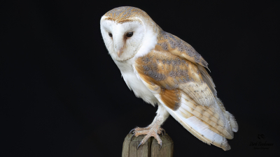 Kerkuil gefotografeerd omgeving Markelo, vanuit een Vogelhut. Foto bewerkt in Topasz en Luminar neo. Uitsnede gemaakt en recht gezet.