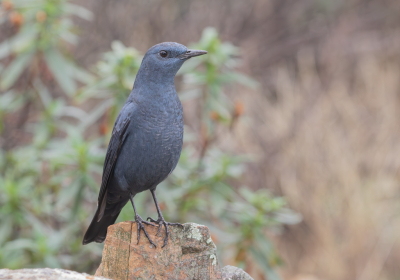 Een blauwe rotslijster had ik al wel eens gezien bij het national park de Monfraque, maar altijd op een hele grote afstand. voor mij was het dan ook een heel klein vogeltje. Tot dit moment, en wat is het een mooie vogel.
De weersomstandigheden: veel mist en hier even een moment dat de mist weg trok.