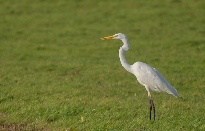 Ik vind het altijd een uitdaging om de grote zilverreiger op e foto te zetten. Heel veel wit en ze laten je niet makkelijk in de buurt komen. Ik denk dat deze goed geslaagd is en dus goed genoeg om hier aan te bieden.