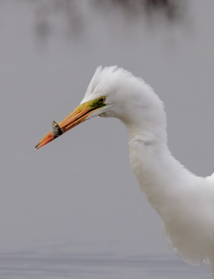 <i class='fa fa-user'></i> Ben Reitsma |   Grote Zilverreiger  <i class='fa fa-eye'> 174</i>  <i class='fa fa-thumbs-up'> 1</i>   <i class='fa fa-comment-o'> 3</i>