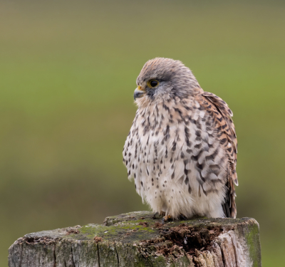 <i class='fa fa-user'></i> John Saxofoonbird |   Torenvalk  <i class='fa fa-eye'> 159</i>  <i class='fa fa-thumbs-up'> 1</i>   <i class='fa fa-comment-o'> 3</i>