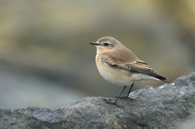 Tijdens het vogelwachtersuitje in Zeeland waren een paar tapuiten aan het foerageren tussen de bemoste rotsblokken. Een ervan werkte fijn mee.