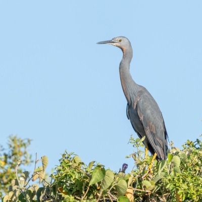 <i class='fa fa-user'></i> harrie69 |   Sharpes Reiger  <i class='fa fa-eye'> 152</i>  <i class='fa fa-thumbs-up'> 2</i>   <i class='fa fa-comment-o'> 2</i>