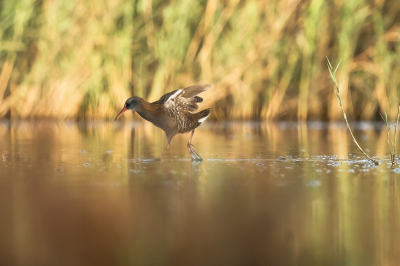 Zat nog maar net of ik zag de waterral lopen bij de rietkraag. Was nog vroeg dus mooi licht, wel ver weg. Maar goed toch gauw een paar foto's kunnen maken, maar hij was snel weer verdwenen.