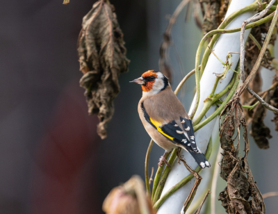 Deze Putter bezocht onze tuin vanmorgen ,dus gelijk mijn camera gepakt ,en de Putter werkte even kort mee zodat ik hem door het raam kon knippen, steunend op de leuning van de bank,een foto hut gevoel had ik hier bij.