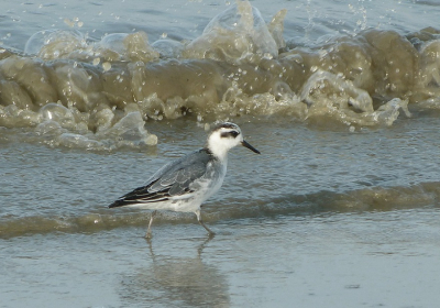 Tijdens een strandwandeling liepen we zomaar tegen deze franjepoot aan. Was niet bepaald schuw, maar liet zich wel verjagen door drieteenstrandlopers.