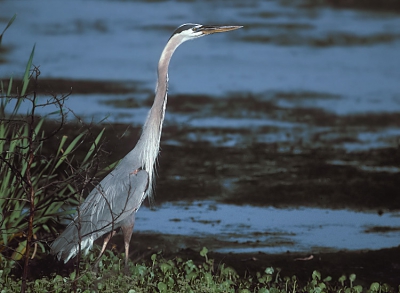 <i class='fa fa-user'></i> Karel Mauer | Amerikaanse Blauwe Reiger  <i class='fa fa-eye'> 229</i>   <i class='fa fa-comment-o'> 0</i>