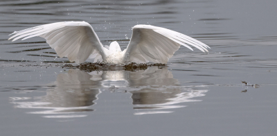 <i class='fa fa-user'></i> Bert Ooms |   Grote Zilverreiger  <i class='fa fa-eye'> 215</i>   <i class='fa fa-comment-o'> 15</i>