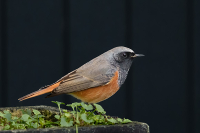 Eigenlijk is dit een Oosterse zwarte Roodstaart maar die staat niet in de database. Dus maar even onder deze naam. Het is denk ik het meest bezochte vogeltje van Noord Holland. Van origine uit Kazachstan en maar twaalf keer waargenomen in Nederland hoorde ik daar. Het zal wel.