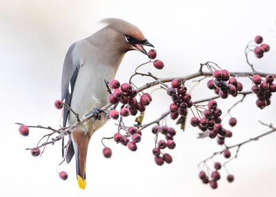 <i class='fa fa-user'></i> Tom |   Pestvogel  <i class='fa fa-eye'> 250</i>  <i class='fa fa-thumbs-up'> 4</i>   <i class='fa fa-comment-o'> 4</i>