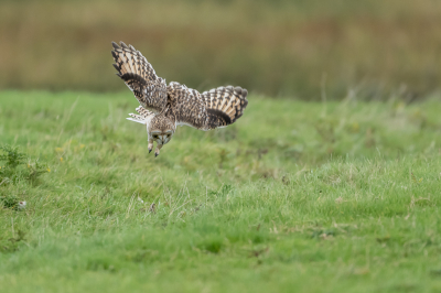 Wat ziet de velduil ? Het werd me niet duidelijk. Na de landing in een kuil zag ik helaas alleen nog een paar vleugels boven het gras uitkomen. Maar ik ben evengoed dik tevreden met deze opname, want het was al eind van de middag voordat er een paar begonnen te vliegen.