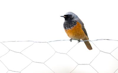 Phoenicurus ochruros / Zwarte Roodstaart / Black Redstart