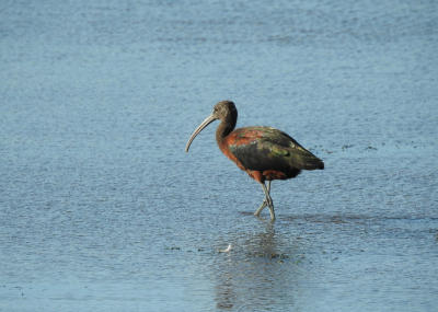 <i class='fa fa-user'></i> Jovanzo |   Zwarte Ibis  <i class='fa fa-eye'> 238</i>  <i class='fa fa-thumbs-up'> 6</i>   <i class='fa fa-comment-o'> 11</i>