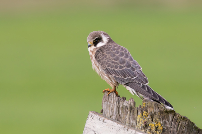 Al tegen de avondschemer ging ik kijken of de Roodpootvalk van enkele dagen terug er nog zat. Geluk. Kon tamelijk dichtbij komen zonder de vogel te verstoren.
