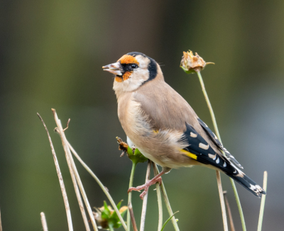 Deze streek ook neer in de tuin en wilde wel even mee werken.
Door het raam genomen.