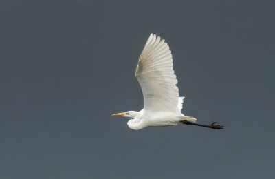 <i class='fa fa-user'></i> pietwil |   Grote Zilverreiger  <i class='fa fa-eye'> 154</i>  <i class='fa fa-thumbs-up'> 3</i>   <i class='fa fa-comment-o'> 6</i>