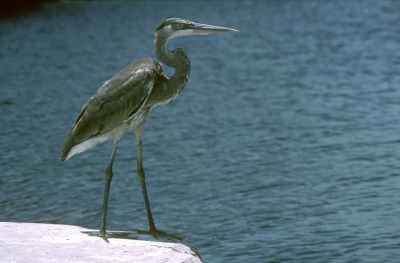 <i class='fa fa-user'></i> Karel Mauer | Amerikaanse Blauwe Reiger  <i class='fa fa-eye'> 229</i>   <i class='fa fa-comment-o'> 0</i>