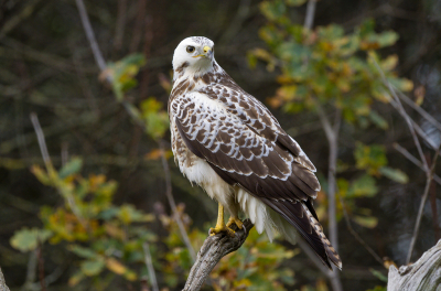 <i class='fa fa-user'></i> Ties Niehof |   Buizerd  <i class='fa fa-eye'> 211</i>  <i class='fa fa-thumbs-up'> 1</i>   <i class='fa fa-comment-o'> 4</i>