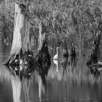 <i class='fa fa-user'></i> Truus Aletta Maan |   Grote Zilverreiger  <i class='fa fa-eye'> 214</i>  <i class='fa fa-thumbs-up'> 9</i>   <i class='fa fa-comment-o'> 6</i>