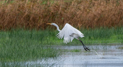 <i class='fa fa-user'></i> pietwil |   Grote Zilverreiger  <i class='fa fa-eye'> 165</i>   <i class='fa fa-comment-o'> 3</i>