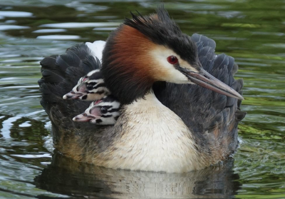 Ik ben dit jaar begonnen met fotograferen. 
Vogels fotograferen vind ik een leuke uitdaging. 
Deze foto heb ik gemaakt bij ons in het plassengebied.