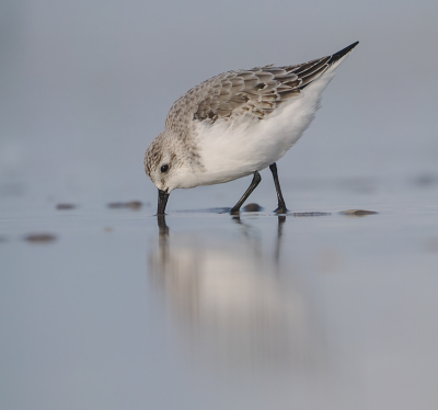 <i class='fa fa-user'></i> Krijn Dijkema |   Drieteenstrandloper  <i class='fa fa-eye'> 157</i>   <i class='fa fa-comment-o'> 2</i>
