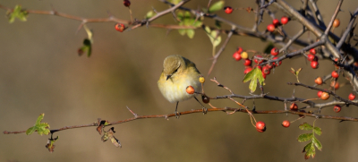 Op de heuvel hier ligt de migratie route (Via Pontica) en vind je in het najaar tal van vogels die foerageren. Tjiftjaffen zijn zeer bewegelijk en niet zo makkelijk vast te leggen. Hier toch even een moment van observatie vastgelegd in een gezellige setting.