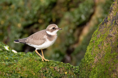 Een Bontbekplevier foerageert over de zuidpier van IJmuiden. Zelf vind ik de groene entourage (achtergrond) goed werken en laat de vogel mooi naar voren komen.