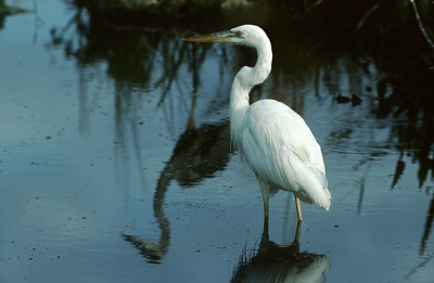 <i class='fa fa-user'></i> Karel Mauer | Amerikaanse Blauwe Reiger  <i class='fa fa-eye'> 314</i>   <i class='fa fa-comment-o'> 0</i>