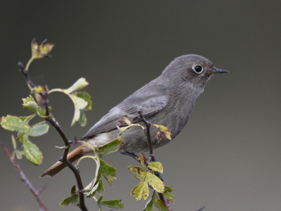 Op de heuvels, vlakbij de Zwarte Zee ligt de migratie route Via Pontica. Laat in het seizoen vind je hier altijd de Zwarte Roodstaarten. Hier een opname van de vogel op een typische uitkijkpost in de meidoorn.