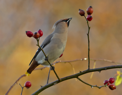 <i class='fa fa-user'></i> Alfred Berkhof |   Pestvogel  <i class='fa fa-eye'> 322</i>  <i class='fa fa-thumbs-up'> 24</i>   <i class='fa fa-comment-o'> 18</i>
