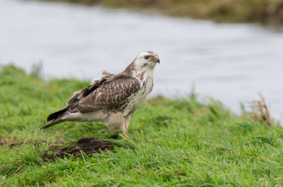 <i class='fa fa-user'></i> pietwil |   Buizerd  <i class='fa fa-eye'> 203</i>  <i class='fa fa-thumbs-up'> 1</i>   <i class='fa fa-comment-o'> 2</i>